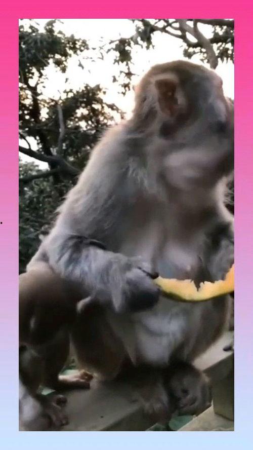 吃瓜猴女,揭秘校园里的“瓜田”趣事