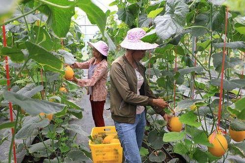网红吃瓜基地,揭秘娱乐圈幕后风云