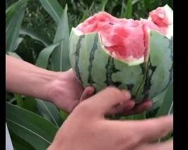 吃花密瓜过敏,探寻过敏源与预防之道