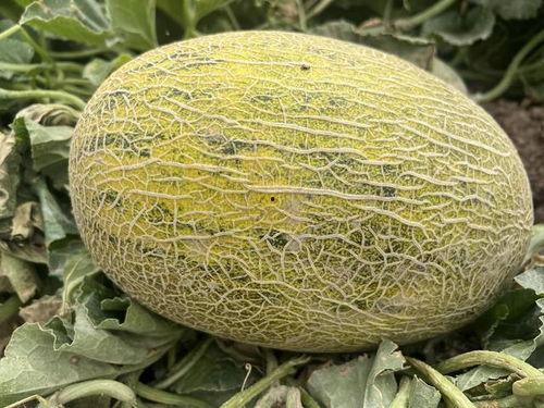 吃瓜天堂新瓜优品吃瓜网