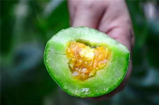 吃瓜对心脏好吗,揭秘日常饮食中的天然护心秘籍