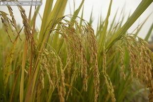 稻田吃瓜写真图片,田园风光中的夏日美味写真