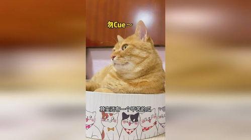 猫咪吃瓜插画,萌态十足，揭秘瓜果界的“猫界网红”