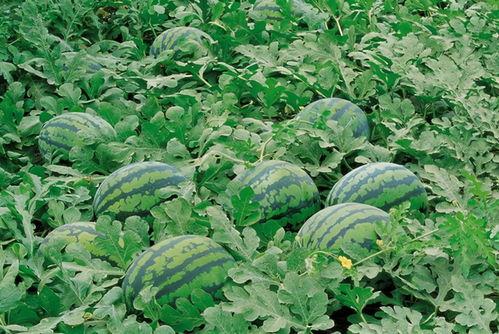 花果园大型吃瓜