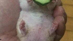 老王老魏吃瓜,揭秘娱乐圈幕后故事