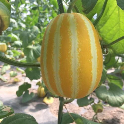 在哪可以吃外国瓜,揭秘各国特色“外国瓜”的品尝之地