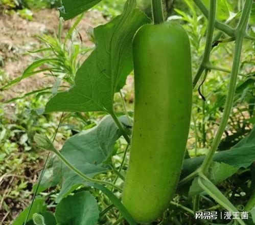 中午吃瓜还是晚上吃瓜,揭秘最佳吃瓜时光