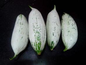 老鼠吃瓜怎么处理干净,老鼠吃瓜后的清洁秘籍