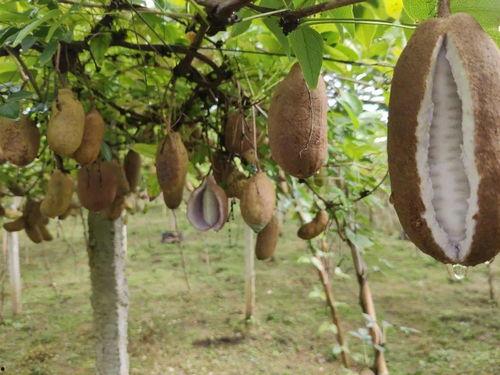 好久没吃八月瓜过敏