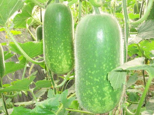 824页吃瓜链接,824页吃瓜链接背后的真相与争议