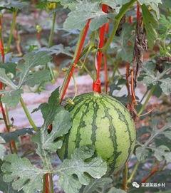 吃瓜的保护,揭秘吃瓜背后的秘密与责任