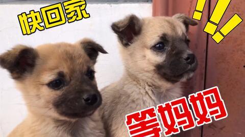 我就像土狗四处找瓜吃,我的生活趣事