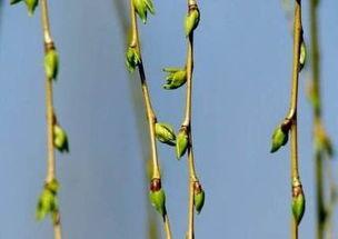 吃瓜找柳柳图片,揭秘网络红人的魅力瞬间