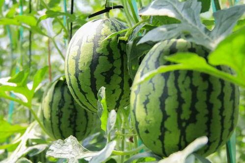 老费吃瓜,揭秘娱乐圈幕后真相