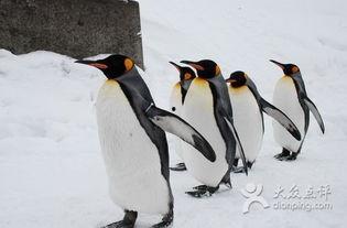 企鹅吃瓜群视频,揭秘动物界的“娱乐圈”