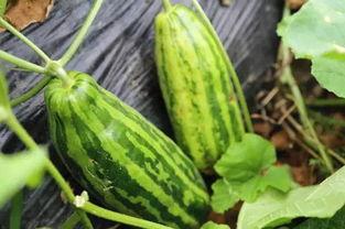 瓜外吃瓜,揭秘娱乐圈背后的故事