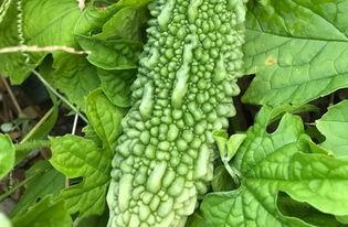 四叶吃瓜,揭秘瓜界奇闻异事