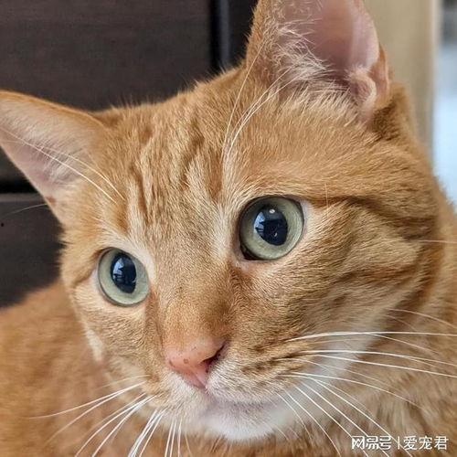 猫猫吃瓜情侣头像,情侣头像中的甜蜜瞬间