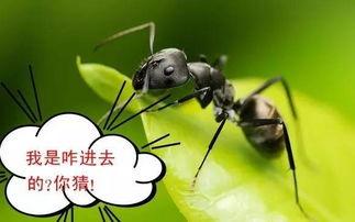 ucsd吃瓜蚂蚁,揭秘“吃瓜蚂蚁”的神秘生活