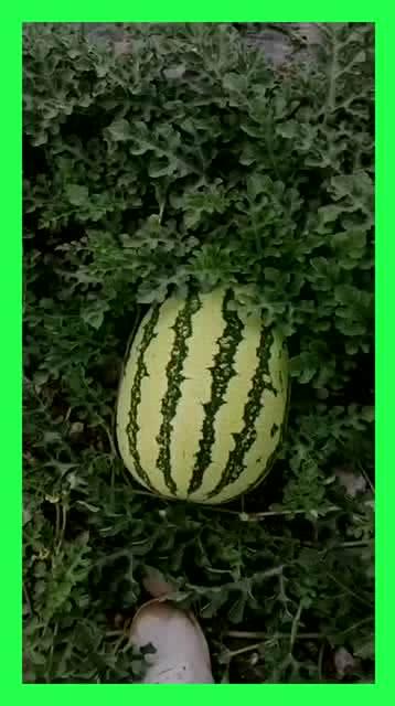 哪个地方吃沙瓜,尽享甜蜜沙瓜盛宴