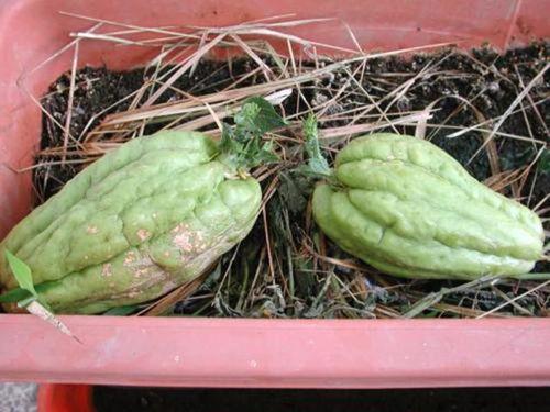 捧瓜孕妇可以吃吗