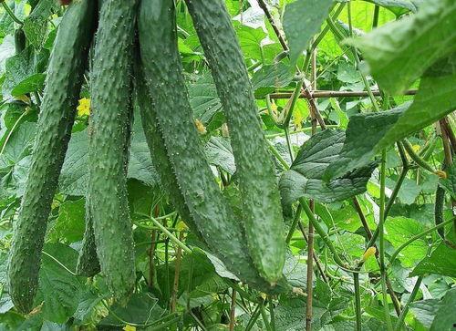 感觉每天都有瓜吃,揭秘娱乐圈的幕后故事