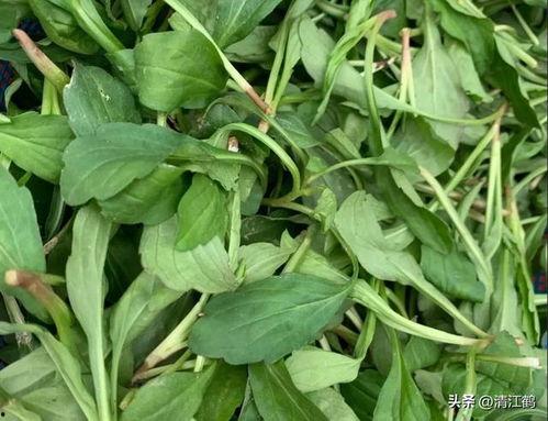 马兰吃瓜,揭秘娱乐圈的甜蜜与苦涩