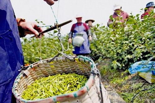 阁巷白洋瓜怎么吃,阁巷白洋瓜的多样食法探索