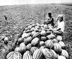 西安郊区吃瓜,夏日消暑美食之旅