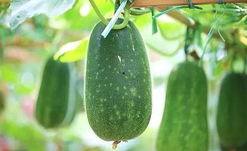 吃瓜的王妈,揭秘娱乐圈那些事儿