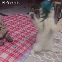 吃瓜群众朱大爷