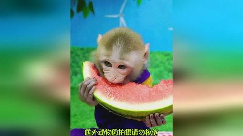 猴子吃小瓜