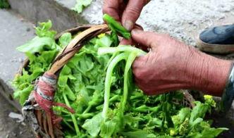 印度大妈一招教你吃蛇瓜,印度大妈教你轻松享用蛇瓜美味