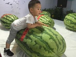 济宁曲阜吃瓜事件,揭秘济宁曲阜的神秘瓜摊风波