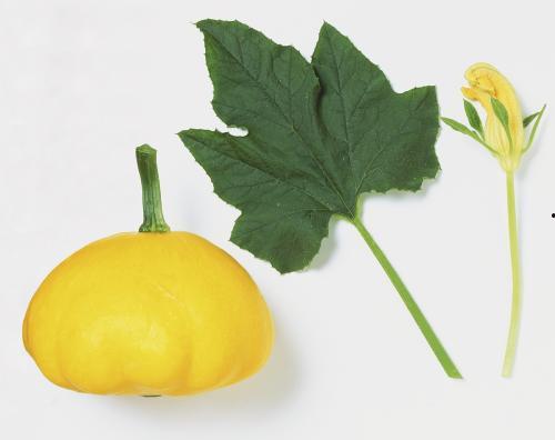 王瓜叶子可以吃,探寻王瓜叶子的美味与营养