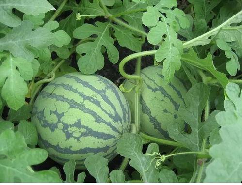 吃瓜伊甸园,网络热词背后的文化现象与社交生态