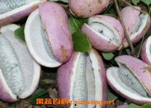 梦吃八月瓜,探寻民间美食的神秘之旅