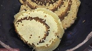 吃瓜的虫子怎么杀猪