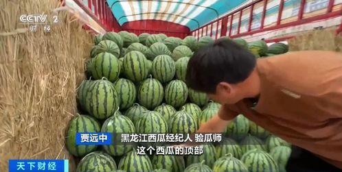 吃瓜免费观看缅北,揭秘神秘边境风云