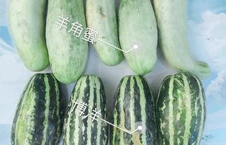 梦见送瓜人吃瓜